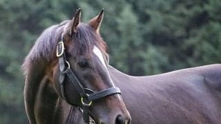 キタサンブラックの真価はこれから 現時点は「序章に過ぎなかったとなるだろう」