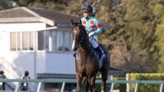 セントウルSでピクシーナイト復活なるか 2年前制した大一番へ弾みをつける