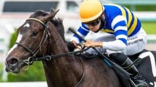 【土曜阪神8R予想】前走は負けて強し トンジンチの逃げ切りだ