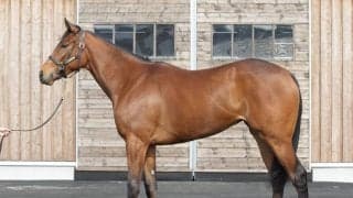 陣営が目を細める動きのよさ　良血ミアネーロが当初の予定を前倒しして初陣へ