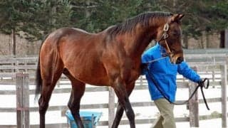 07年有馬記念馬マツリダゴッホが種牡馬引退 今後は岡田スタッドで功労馬に