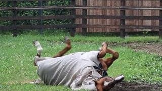 オルフェーヴルを「人生の目標に(笑)」 スタッフもうらやむ“気ままな”日常とは