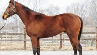 【JRA新馬戦】ジューヌエコールの初仔シャトーディフなどがデビュー