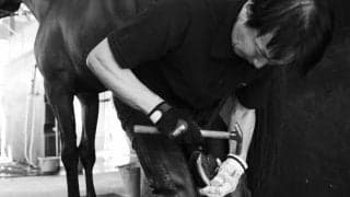 【装蹄師・西内荘コラム】阪神優勝に沸く