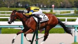 【新馬/阪神5R】サトノダイヤモンド産駒 ザパリスマッチがデビューV