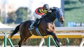 【セントライト記念】人気薄で狙えるタイプはいる？ 堅傾向レースでも勝てない枠とは