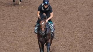 姉は名牝マルシュロレーヌ 砂の良血マルチャレアルが初陣へ/関西馬メイクデビュー情報