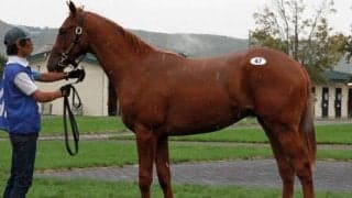 1日目は6億円超の総売上 北海道市場セプテンバーセールが開幕