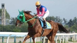 ダートで6勝を挙げたメイショウワザシがサラブレッドオークションに出品