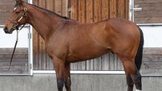 【JRA新馬戦】マルシュロレーヌの半弟マルチャレアル、リスグラシューの初仔シュヴェルトリリエなどがデビュー