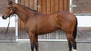 GI4勝リスグラシューの初仔 日曜阪神5Rで待望の初陣