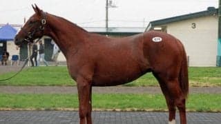 セプテンバーセール3日間が終了 前年上回る売上を記録