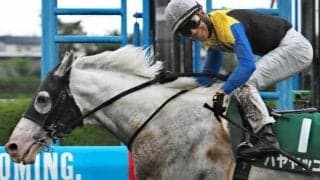 オールカマーで6年連続V＆5年連続オープンVなるか 二刀流の白毛馬が挑む