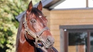 シルクロードS連覇のダンスディレクター 種牡馬生活にピリオド打ち日高町の引退馬牧場へ