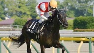 凡走続きのアネゴハダ 高速馬場見込む道頓堀Sで巻き返す