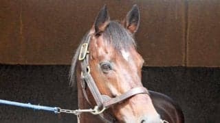 凱旋門賞2着や宝塚記念制覇など国内外で活躍 ナカヤマフェスタが種牡馬引退