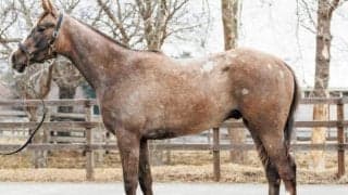 【JRA新馬戦】ラヴズオンリーユーの半弟グラヴィスなどがデビュー