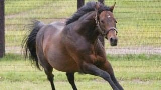 ディープインパクトが産駒勝利数の歴代1位まであと「1」 今週末にも父サンデー超えへ