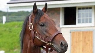 22年のチャンピオンズC覇者 ジュンライトボルトが優駿SSに到着