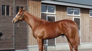 「見るからに立派な馬」世界的な良血馬ジーティーパワーのデビューが先延ばしになったわけ