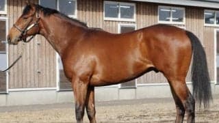 姉に重賞馬モリアーナ 日曜阪神5Rは新馬駆け血統のガルデルクラージュで勝負だ