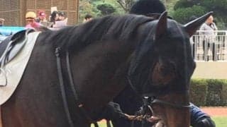 【外房S予想】前走が見どころ十分のルクルト 2戦連続のダ1200mで侮れない