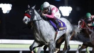 【大井・東京盃枠順】リュウノユキナは1枠1番、ドンフランキーは8枠12番