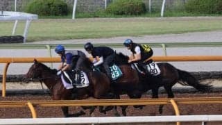 時計は遅くとも動き軽快 師も高評価のルージュプレジール/関西馬メイクデビュー情報