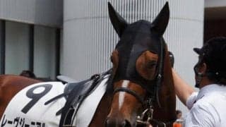 13年阪神JF覇者の仔 サウジアラビアRCで重賞初V狙う