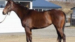 【JRA新馬戦】シャンパンカラーの半弟シャンパンマークなどがデビュー