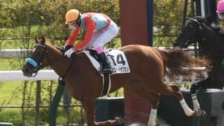 【京都6R新馬戦結果】マジェスティックウォリアー産駒のバスタードサフランがデビューV！