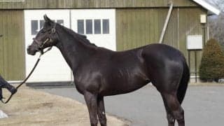 ソウルスターリングの初子、スターリングアップに対する陣営の期待度「素質馬だからこそ、中途半端なことはしたくない」