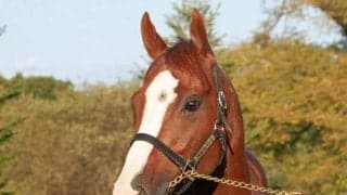 ナランフレグが繋養先のヴェルサイユリゾートファームに到着 22年の高松宮記念覇者