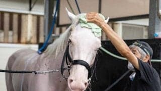 【先週のJRA抹消馬】白毛の女王ソダシ、昨年の高松宮記念覇者ナランフレグなど 重賞ウイナーが複数抹消