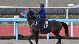 コスモバシレウスなど、先週のゲート試験/栗東トレセンニュース