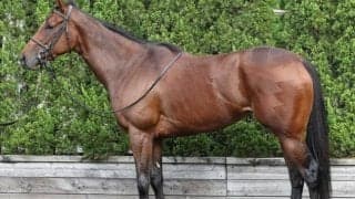 リバティアイランドは筋肉の容量が“桁違い” 馬体重増が秘める歴史的名牝との共通点