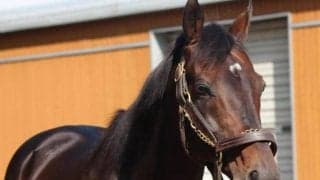 史上最速JRA通算1000勝の衝撃から8年 この秋に注目のディープ産駒は？