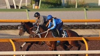 ハーツコンチェルト、菊花賞1週前追い切り速報/栗東トレセンニュース