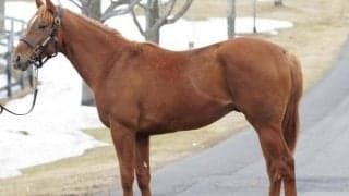 【JRA新馬戦】プログノーシスの半弟オルドヴァイなどがデビュー