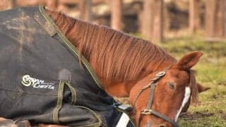 アドマイヤジャパンが大阪にやってくる！ 「Yogibo Store 大阪御堂筋本町店」に登場