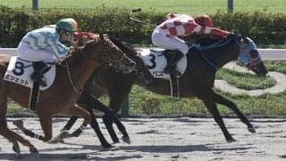 【新馬/東京4R】ベストウォーリア産駒 エンパスがデビュー戦を快勝