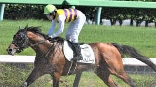 新潟1R出走のニシノボルテージが死亡