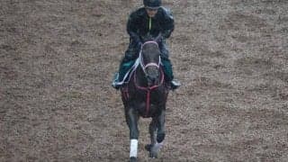 近親にサリオスやサラキア 良血馬らしい動き見せたサロニコス/関西馬メイクデビュー情報