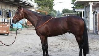 タスティエーラの馬体が示す“ステイヤー適性” 3000mの菊花賞も心配無用