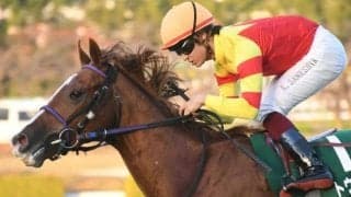 【スワンS想定】トウシンマカオ、グレナディアガーズなど20頭