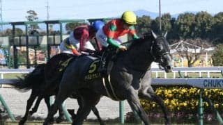 マイネルラウレアは岩田望来騎手と初タッグ 菊花賞で待望の重賞タイトル獲りへ