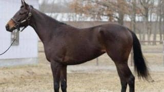 【JRA新馬戦】ステラヴェローチェの半弟ヴィスマールなどがデビュー