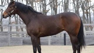 ドゥラメンテ産駒の1億円ホース 天皇賞(秋)デーにモレイラ騎手とデビューへ