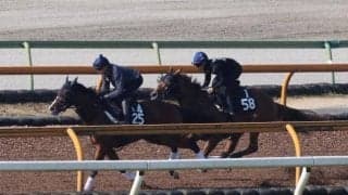 半兄にダートGIで活躍のテーオーケインズ 砂の良血が東京で初陣/関西馬メイクデビュー情報