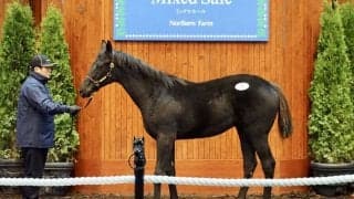 【ミックスセール2023】スクールミストレスの23が7200万円で落札…母はアルゼンチンG1馬